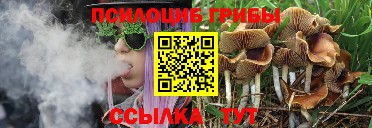 Галлюциногенные грибы Psilocybe Улан-Удэ